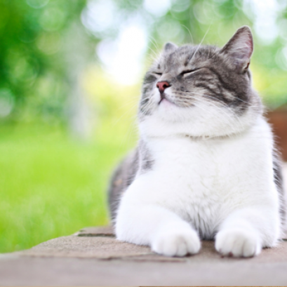 การตรวจสุขภาพทั่วไป (Annual Health Check Program)